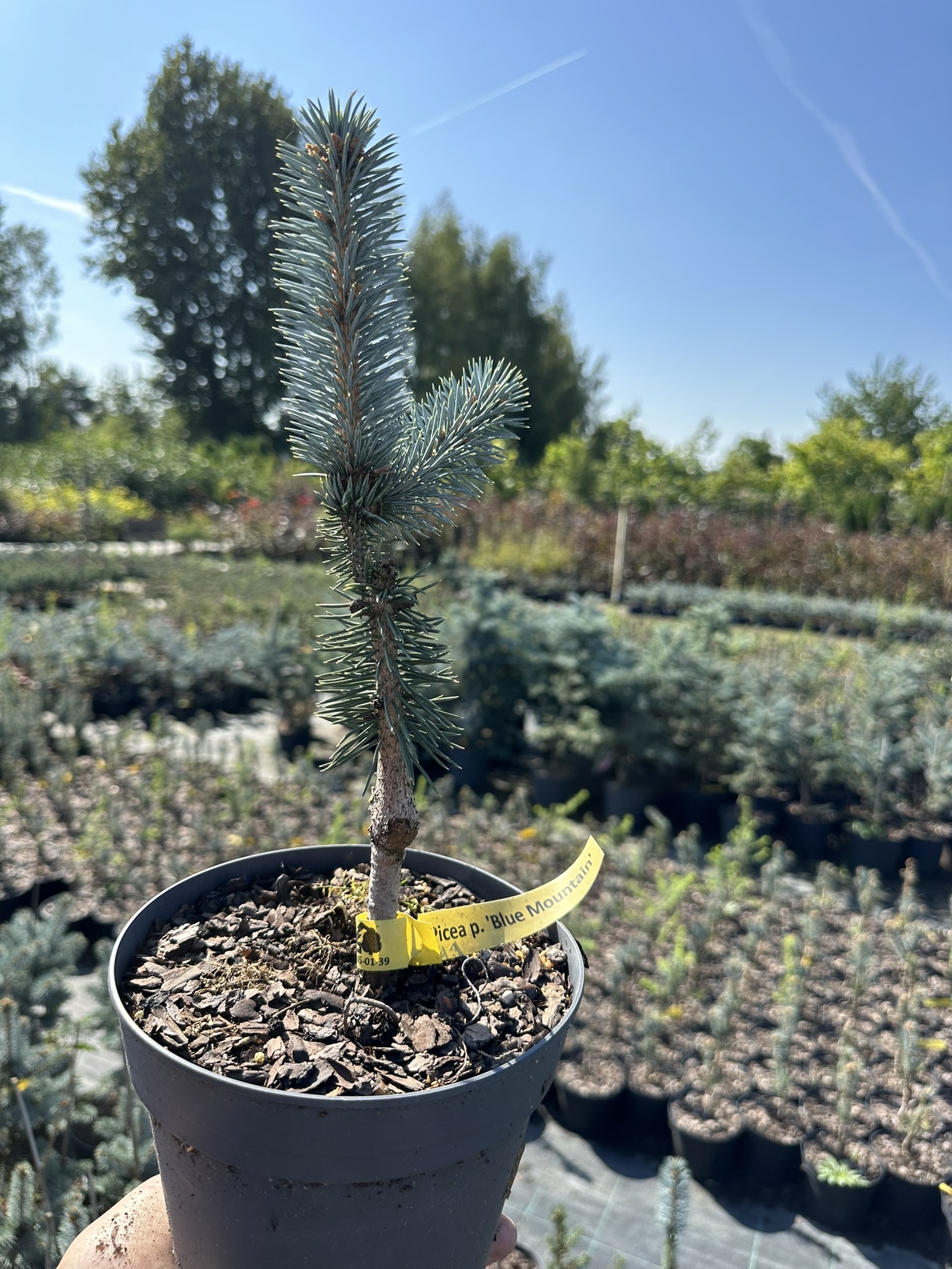 Ель колючая Блю Маунтейн